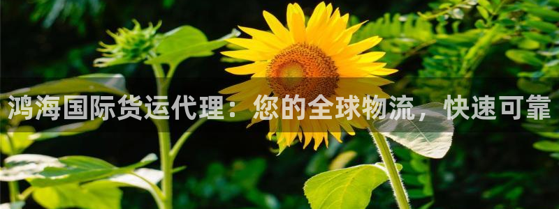 尊龙怎么没消息了：鸿海国际货运代理：您的全球物流，快速可
