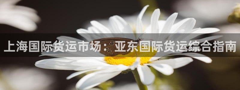 尊龙凯时官网网址：上海国际货运市场：亚东国际货运综合指南