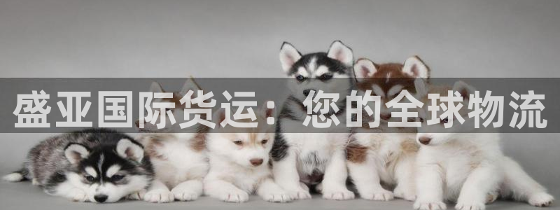 尊龙凯时提不了款：盛亚国际货运：您的全球物流