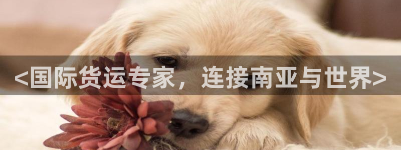 尊龙凯时 - 人生就是搏有假吗：<国际货运专家，连接南亚