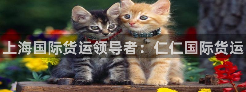 尊龙人生就是博：上海国际货运领导者：仁仁国际货运