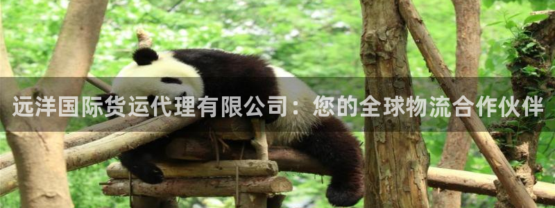 尊龙集团有限公司招聘：远洋国际货运代理有限公司：您的全球