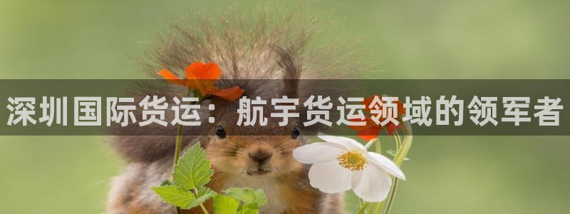 尊龙凯时为什么不封：深圳国际货运：航宇货运领域的领军者